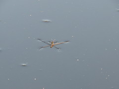 Limnoporus rufoscutellatus