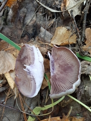 Thaxterogaster porphyropus