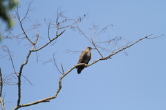 Haliaeetus leucoryphus