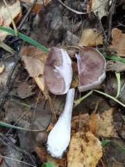 Thaxterogaster porphyropus