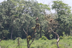 Haliaeetus leucoryphus