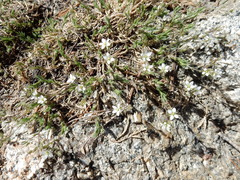 Sabulina nuttallii