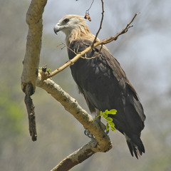 Haliaeetus leucoryphus
