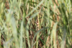Argya longirostris