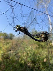 Aeshna canadensis