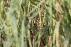 Argya longirostris