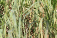 Argya longirostris