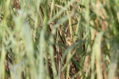 Argya longirostris