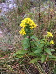 Solidago spithamaea