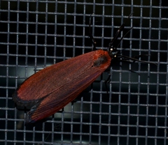 Lycomorpha regulus
