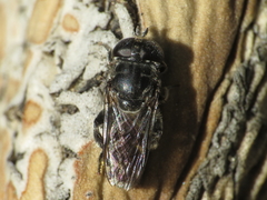 Eumerus obliquus