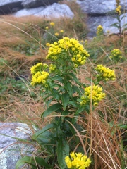 Solidago spithamaea