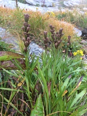 Liatris helleri