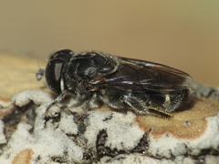 Eumerus obliquus
