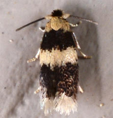 Stigmella macrocarpae