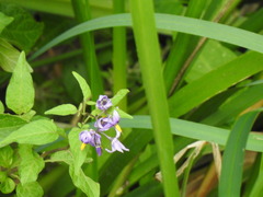 Solanum dulcamara