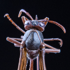 Belonogaster lateritia