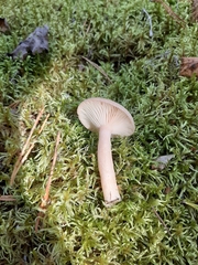 Lactarius vietus