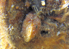 Acar clathrata