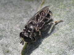 Eumerus obliquus