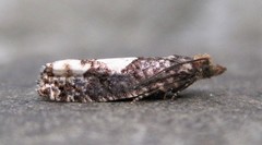 Epinotia trigonella