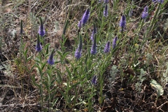 Veronica steppacea