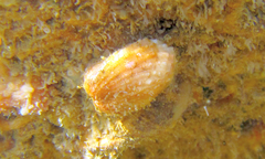 Acar clathrata