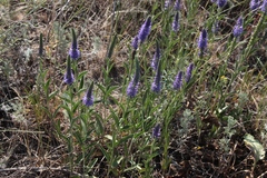 Veronica steppacea
