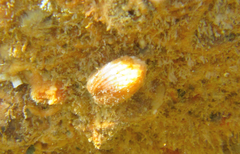 Acar clathrata