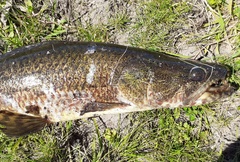 Green Wolffish photo 1