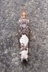 Epinotia trigonella