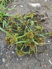 Cyperus engelmannii
