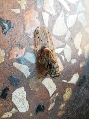 Cicada orni