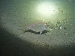 Parequula melbournensis