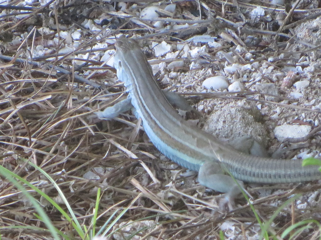 Cuban Ameiva