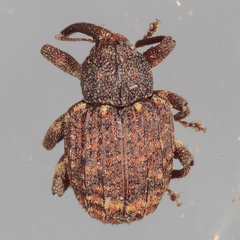 Conotrachelus posticatus