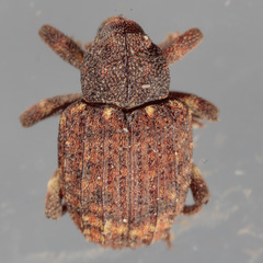 Conotrachelus posticatus
