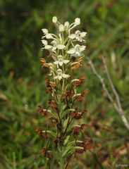 Habenaria roxburghii
