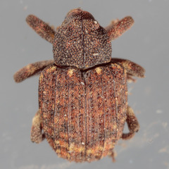 Conotrachelus posticatus