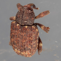 Conotrachelus posticatus