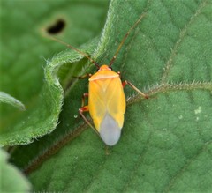 Neocapsus