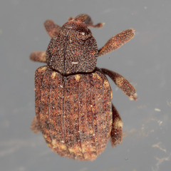 Conotrachelus posticatus
