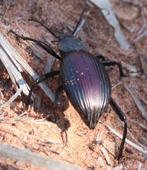 Eleodes hispilabris
