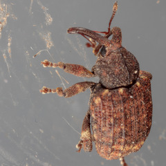 Conotrachelus posticatus
