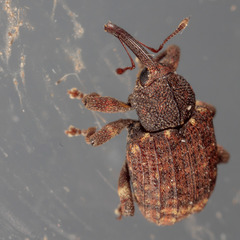 Conotrachelus posticatus