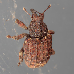 Conotrachelus posticatus