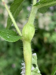 Neolasioptera perfoliata