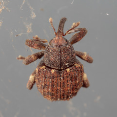 Conotrachelus posticatus