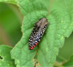 Acmaeodera haemorrhoa