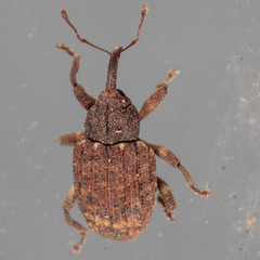 Conotrachelus posticatus